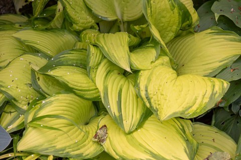 Leaves of a funkia (Hosta, Emerald Tiara), Bavaria, Germany, Europe