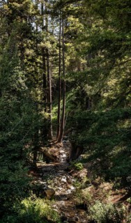 Julia Pfeiffer Burns State Park in California, USA, North America