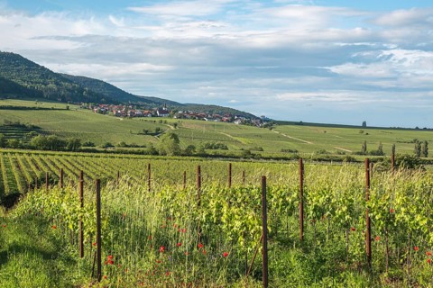 View over vineyards to the wine village Weyher, German or Southern Wine Route, Southern Palatinate,