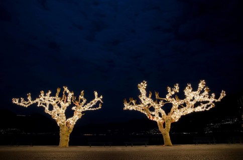 Bare Trees with Illumination at Night in Ascona, Ticino, Switzerland, Europe