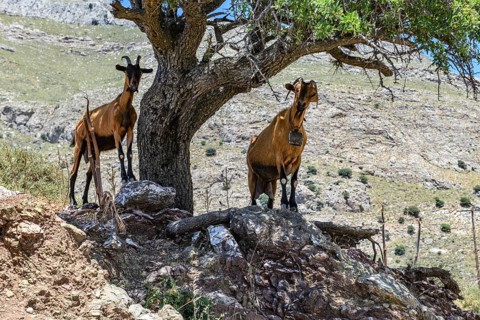 Two wild free living goats feral domestic goats (Capra aegagrus hircus) standing in Asterousia