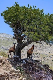 Two wild free living goats feral domestic goats (Capra aegagrus hircus) standing in Asterousia