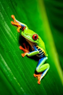 Red eyed tree frog lounging atop a tropical leaf, AI generated