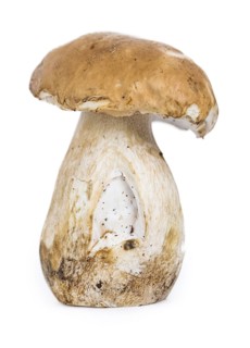 Porcinis (raw) isolated on white background (close-up shot, selective focus)