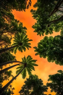Rainforest canopy with verdant greenery and a beautyful orange sky, AI generated