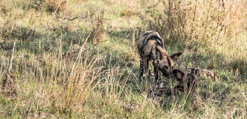 African Wild Dogs (Lycaon Pictus) in Kruger National Park, South Africa, Africa