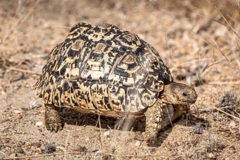 Leopard Tortoise (Stigmochelys Pardalis) in Kruger National Park, South Africa, Africa