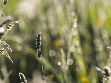 Morning atmosphere, meadow in the morning light, near Gössl, Salzkammergut, Styria, Austria, Europe