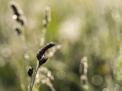 Morning atmosphere, meadow in the morning light, near Gössl, Salzkammergut, Styria, Austria, Europe
