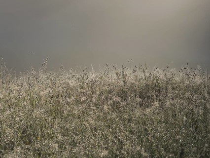 Morning atmosphere, meadow in the morning light, near Gössl, Salzkammergut, Styria, Austria, Europe