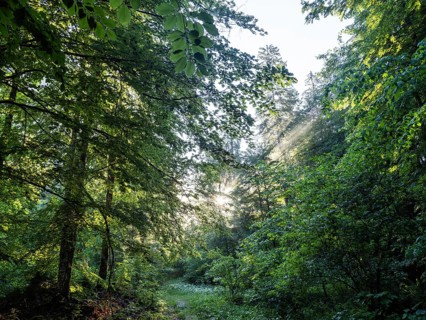 Morning atmosphere at sunrise, sunlight falls through a forest onto a forest path, Gössl,