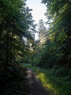 Morning atmosphere at sunrise, sunlight falls through a forest onto a forest path, Gössl,