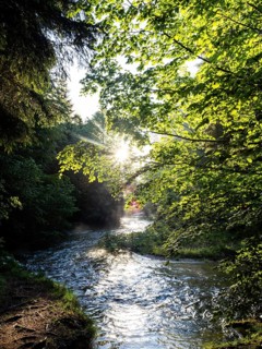 Morning atmosphere at sunrise, sunlight falls through a forest onto a stream, Gössl, Salzkammergut,