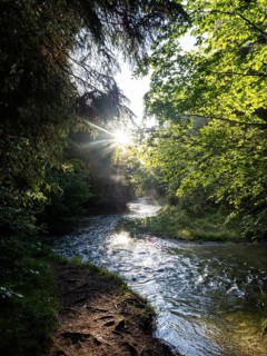 Morning atmosphere at sunrise, sunlight falls through a forest onto a stream, Gössl, Salzkammergut,
