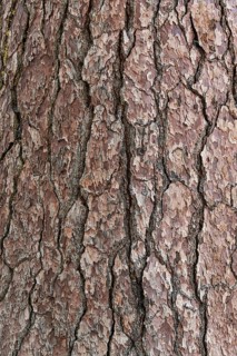 Pine tree bark close-up shot, Yosemite NP, California, USA, North America