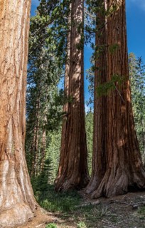 Bachelor and Three Graces (Giant Sequoias) in Yosemite National Park