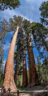 Bachelor and Three Graces (Giant Sequoias, Yosemite NP) in California, USA, North America
