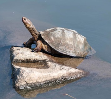 Tortoise in the Kruger National Park, South Africa, Africa