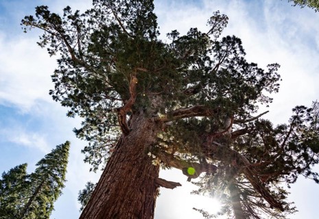 Grizzly Giant Giant Sequoia in Yosemite National Park