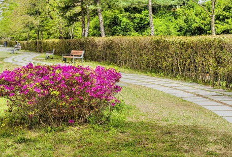 Pathway in a park featuring vibrant purple flowers, benches, and lush green bushes and trees, in