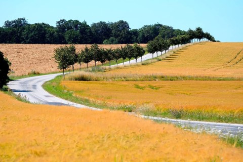 Road with avenue through fields of growing corn in Tosterup, Tomelilla Municipality, Skane County,