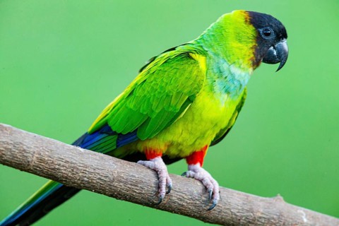 Nanday parakeet (Aratinga nanday) Pantanal Brazil