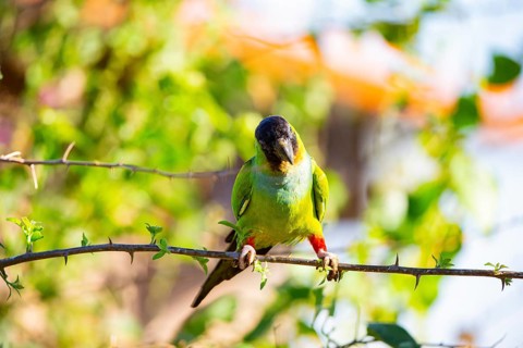 Nanday parakeet (Aratinga nanday) Pantanal Brazil