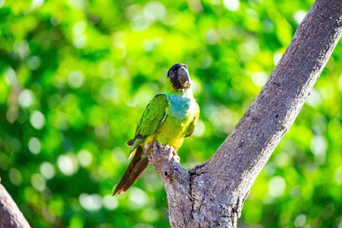 Nanday parakeet (Aratinga nanday) Pantanal Brazil