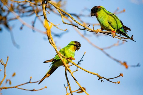 Nanday parakeet (Aratinga nanday) Pantanal Brazil