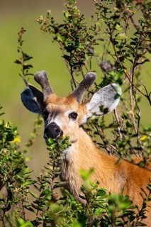 Marsh deer (Blastocerus dichotomous) Pantanal Brazil