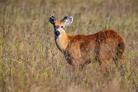 Marsh deer (Blastocerus dichotomous) Pantanal Brazil