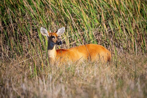Marsh deer (Blastocerus dichotomous) Pantanal Brazil