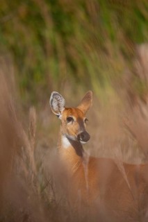Marsh deer (Blastocerus dichotomous) Pantanal Brazil