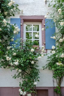 Window with blue shutters surrounded by blooming white roses on a rustic house wall, Rhodt unter