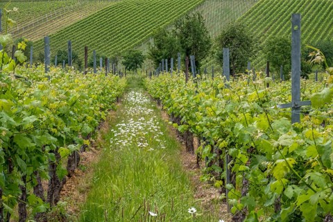 A lush vineyard with green vines and blooming daisies, Southern Palatinate, Palatinate,