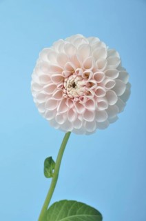 Dahlia pompom on blue background