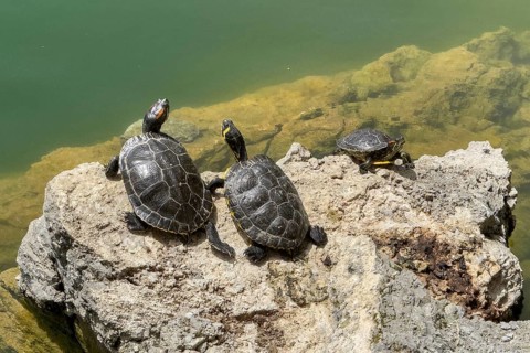Three turtle specimens left and right Red-eared slider turtle (Trachemys scripta elegans) centre
