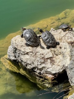 Three turtle specimens left and right Red-eared slider turtle (Trachemys scripta elegans) centre