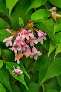 Weigelia (Weigela, syn.: Weigelia), in spring, Kempten, Allgäu, Swabia, Bavaria, Germany, Europe