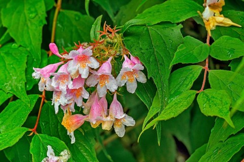Weigelia (Weigela, syn.: Weigelia), in spring, Kempten, Allgäu, Swabia, Bavaria, Germany, Europe