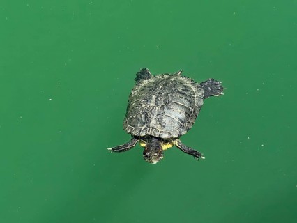 Red-eared slider (Trachemys scripta elegans) swimming in an artificial lake created in 1987 on the