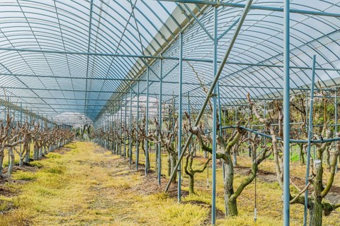 Greenhouse filled with pruned vines under a metal structure, in rural South Korea