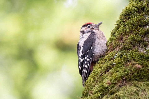 Young great spotted woodpecker (Dendrocopos major) on a mossy tree trunk, blurred green background,