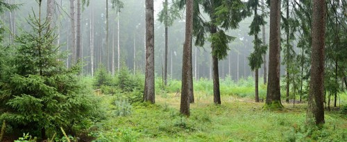 Misty forest with tall pine trees and lush green undergrowth creating a serene atmosphere, Bavaria