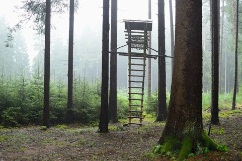 Ladder leading to a wooden hunting stand in a misty forest with tall trees, Bavaria