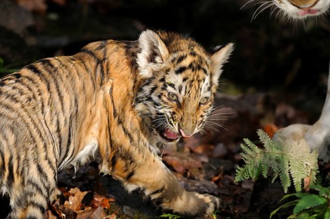 Siberian tiger (Panthera tigris altaica) hissing in a forest, captive, occurrence Russia
