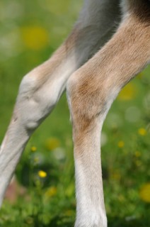 Close-up of Welsh pony legs in a green meadow, Bavaria