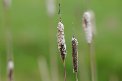 Close-up of a broadleaf cattail (Typha latifolia), Bavaria