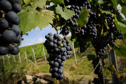 Bunch of purple grapes hanging on a vine with green leaves under the sun in a vineyard, Germany,