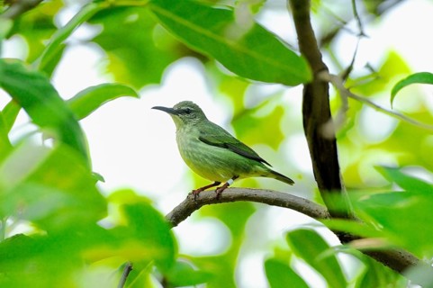 Red-legged honeycreeper (Cyanerpes cyaneus) female on a tree branch, captive
